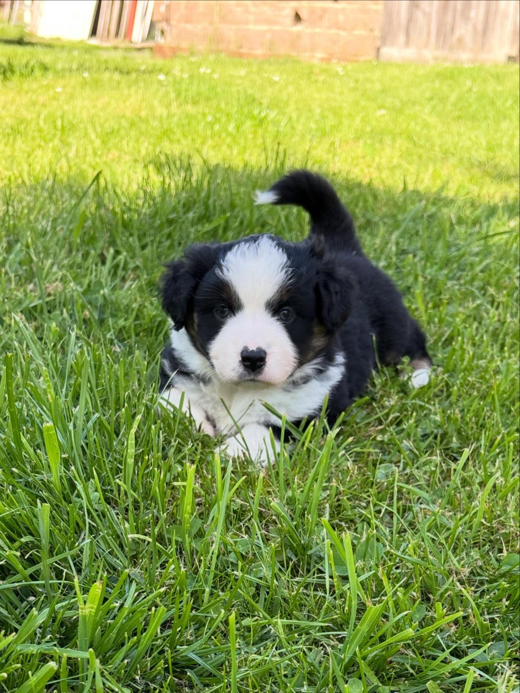 Chiot N°4
