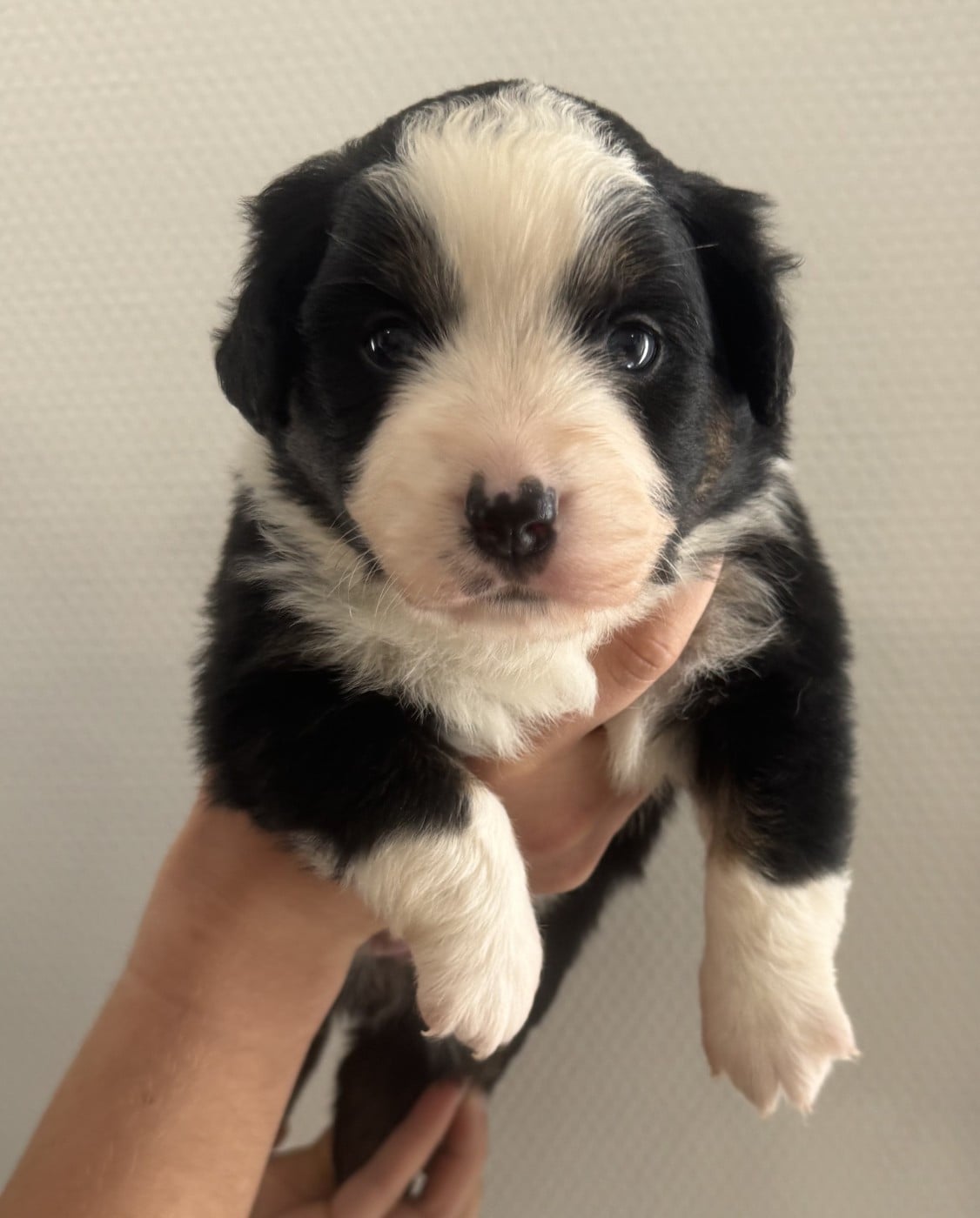 Chiot N°4