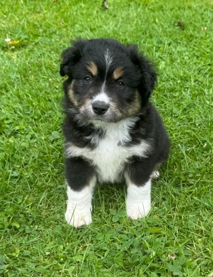 Chiot N°5