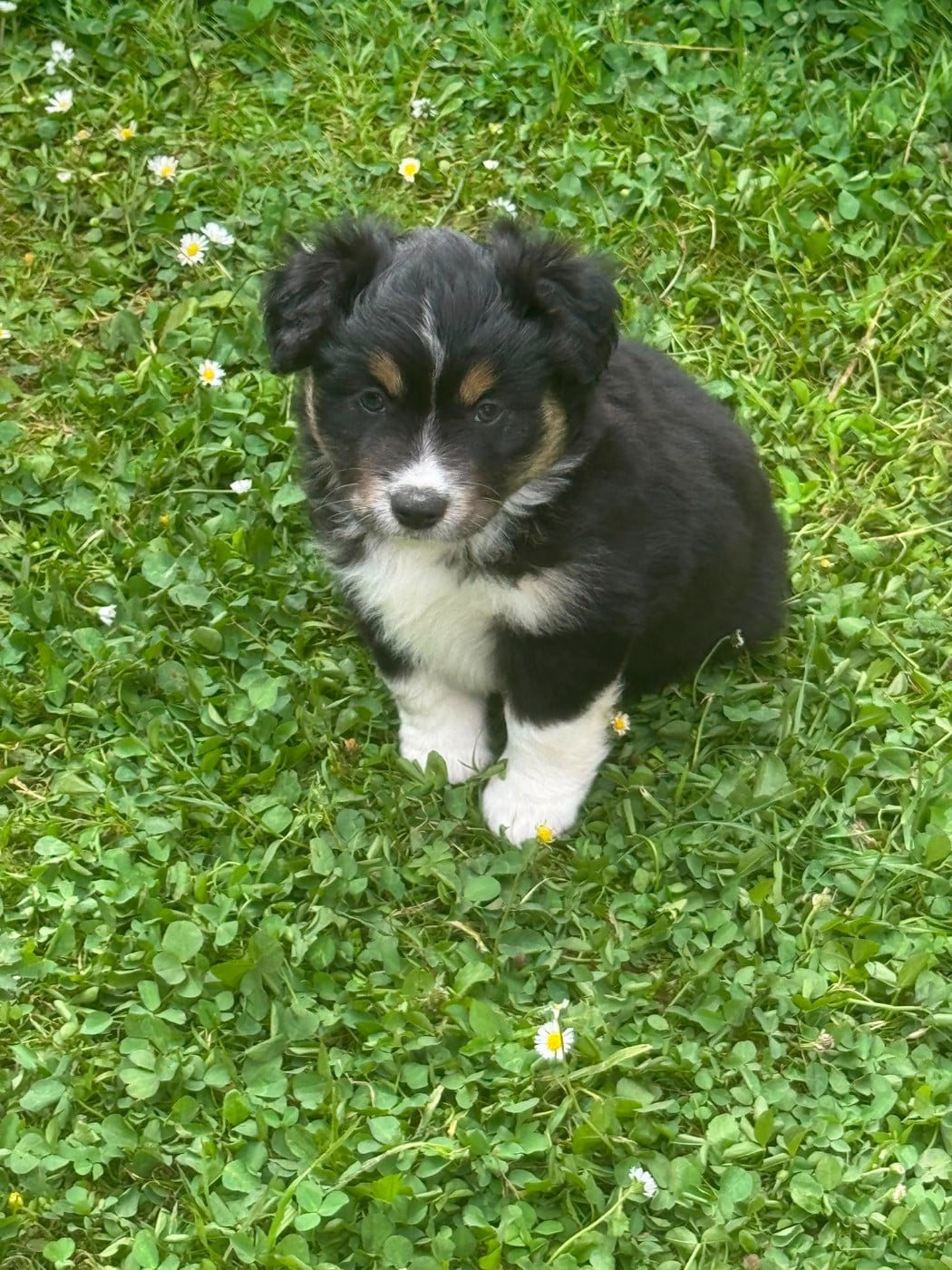 Chiot N°5