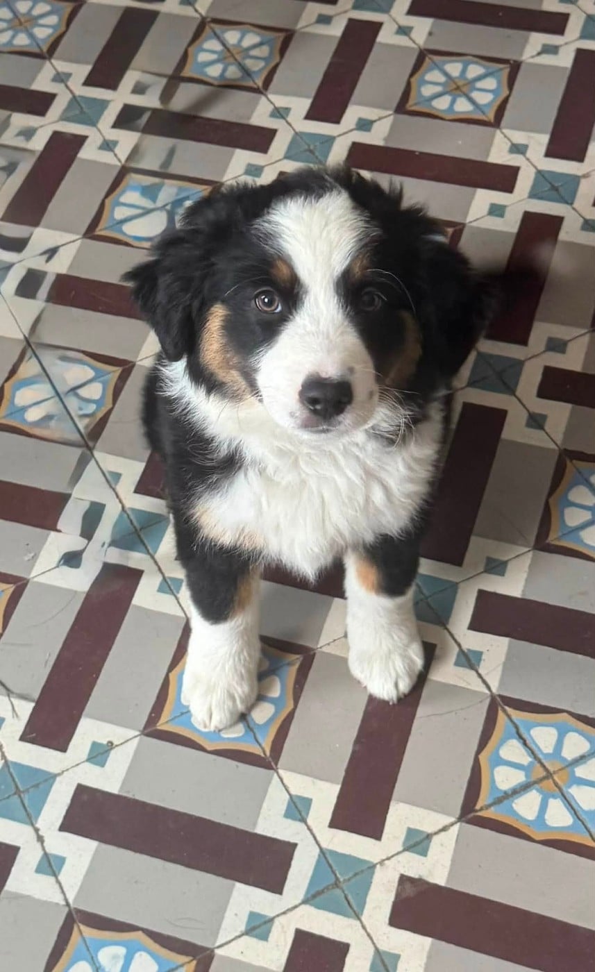 Chiot N°4