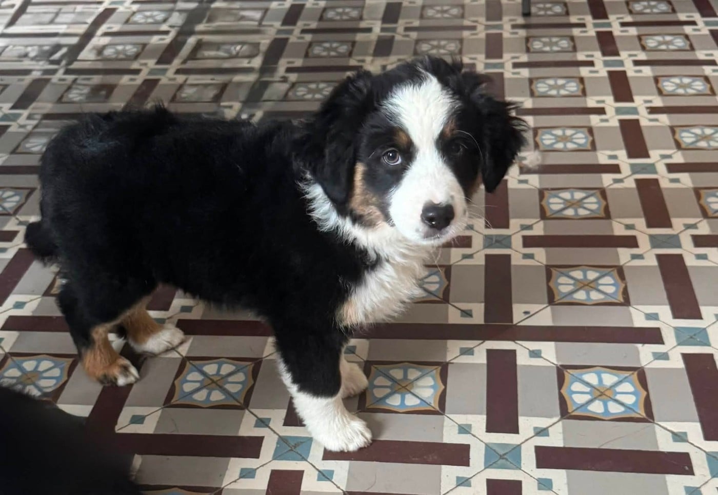 Chiot N°4