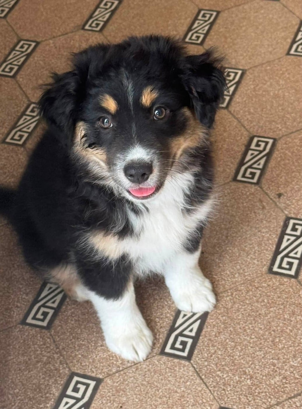 Chiot N°5