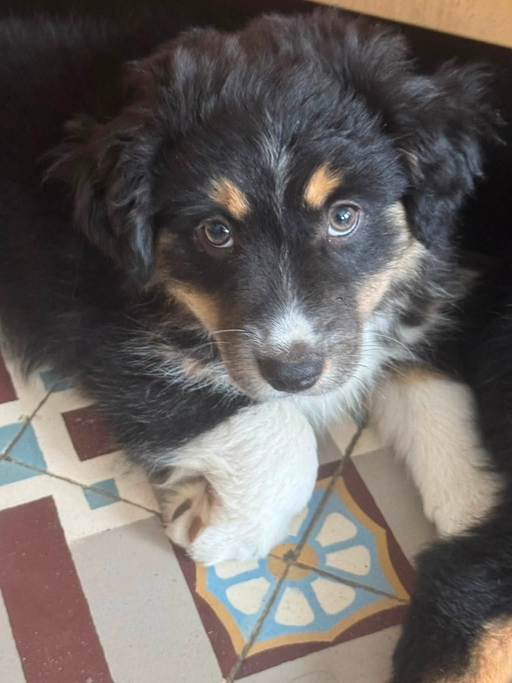 Chiot N°5