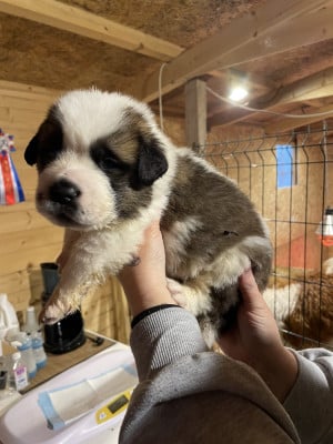 Les chiots de Chien du Saint-Bernard