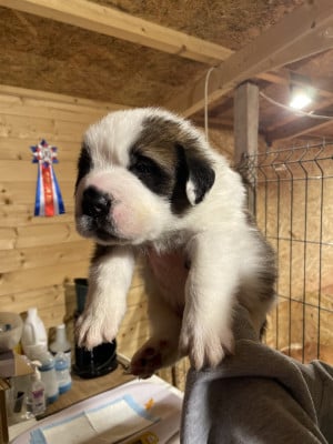 Les chiots de Chien du Saint-Bernard
