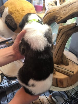 Les chiots de Cao de Gado Transmontano