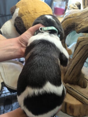 Les chiots de Cao de Gado Transmontano