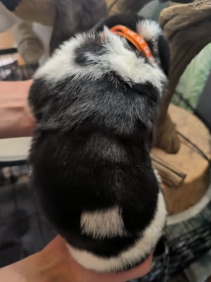 Les chiots de Cao de Gado Transmontano