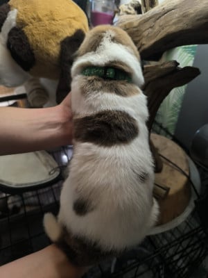 Les chiots de Cao de Gado Transmontano