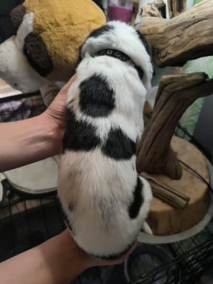 Les chiots de Cao de Gado Transmontano