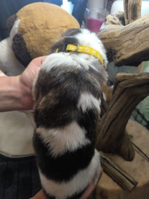Les chiots de Cao de Gado Transmontano