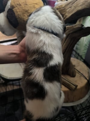 Les chiots de Cao de Gado Transmontano
