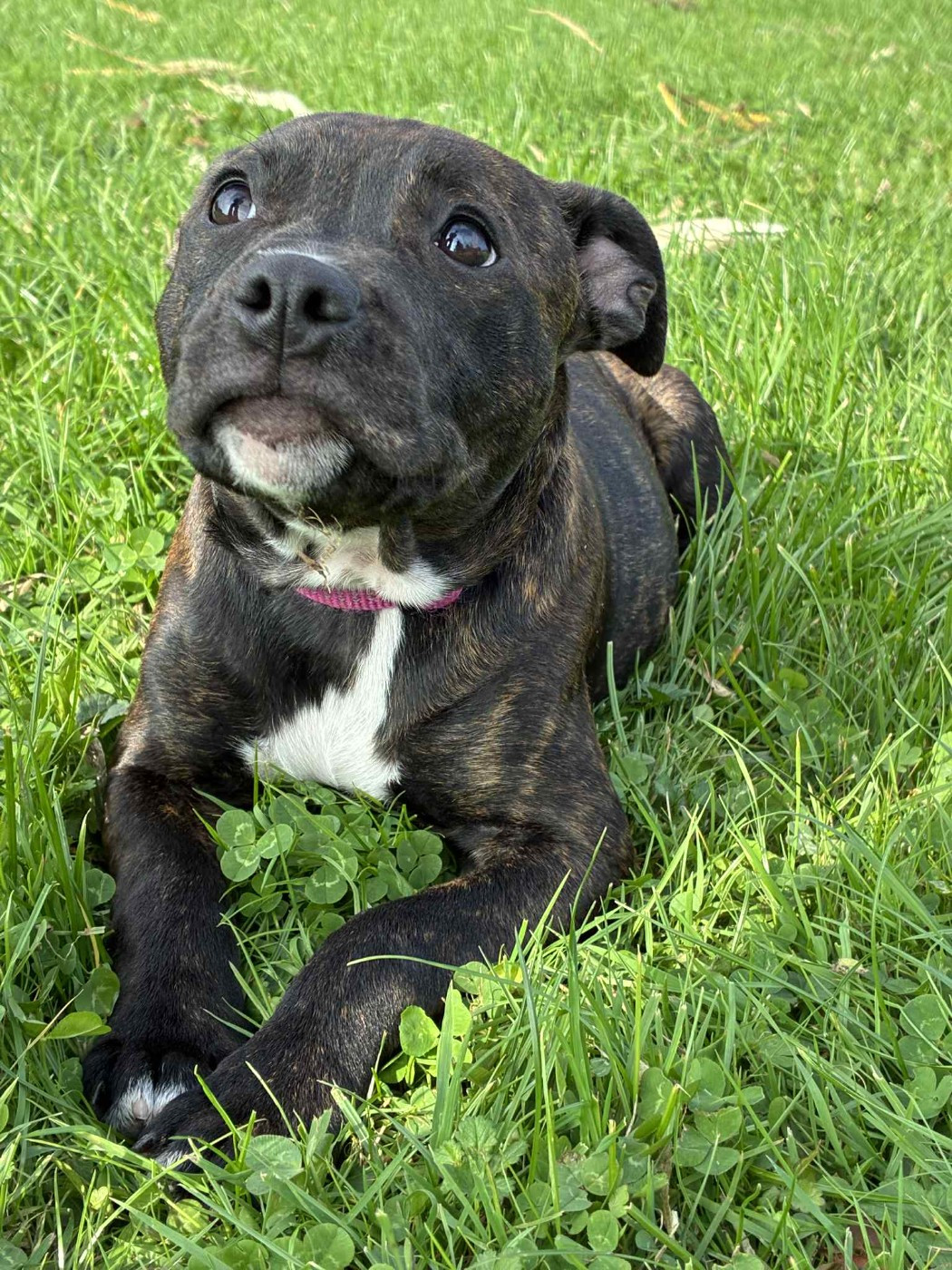 Aya.c du Lagon de la Fournaise
