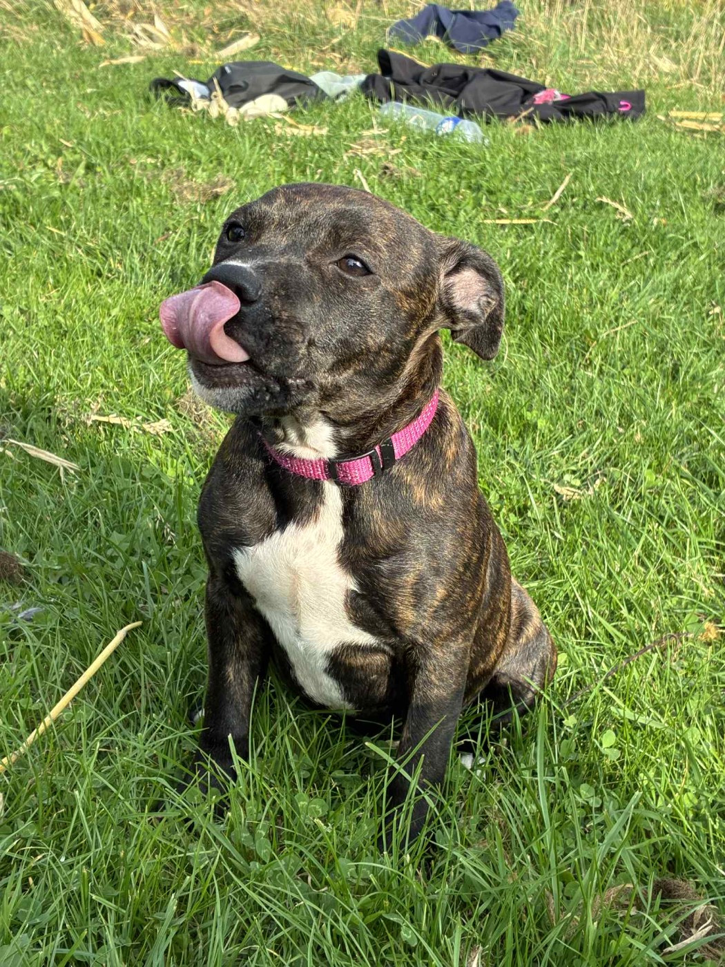 Aya.c du Lagon de la Fournaise