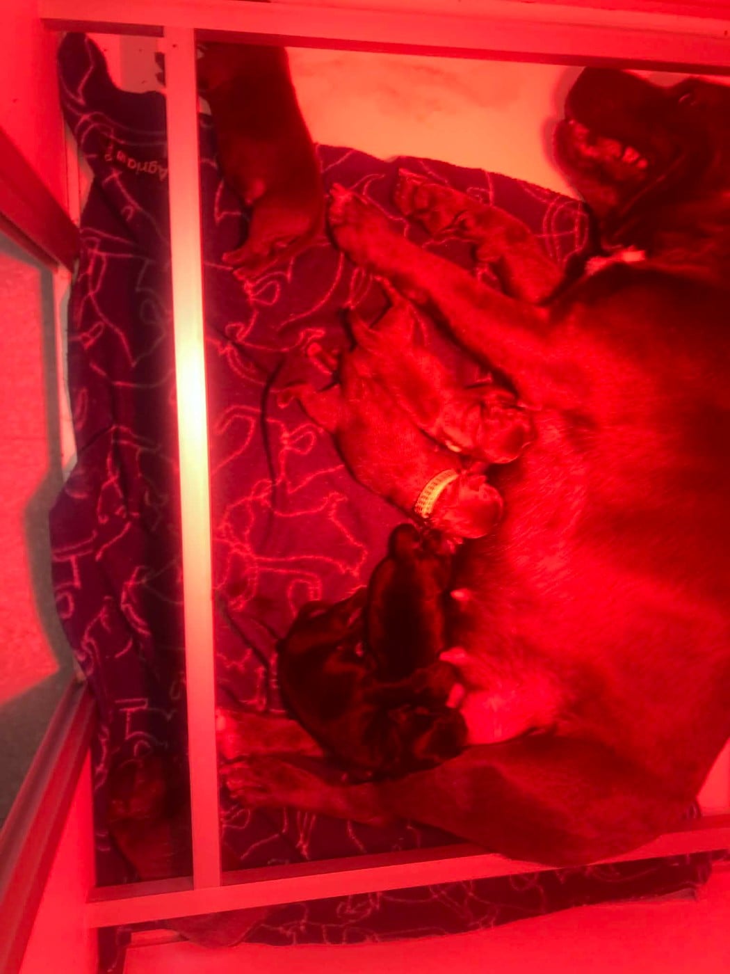 Staffordshire Bull Terrier - du Lagon de la Fournaise