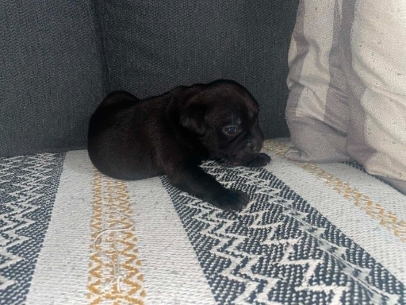 Browni