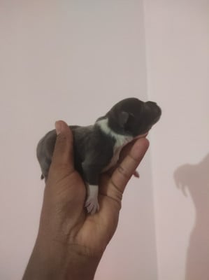 Les chiots de Staffordshire Bull Terrier