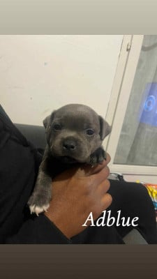 Les chiots de Staffordshire Bull Terrier