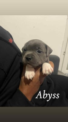 Les chiots de Staffordshire Bull Terrier