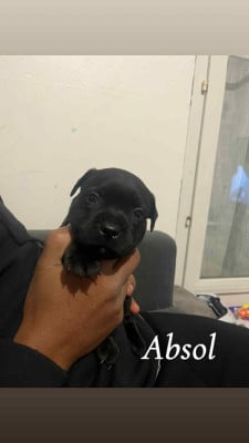 Les chiots de Staffordshire Bull Terrier