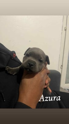 Les chiots de Staffordshire Bull Terrier