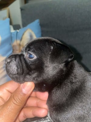 Les chiots de Staffordshire Bull Terrier