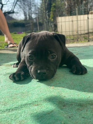 Les chiots de Staffordshire Bull Terrier