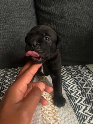 Les chiots de Staffordshire Bull Terrier