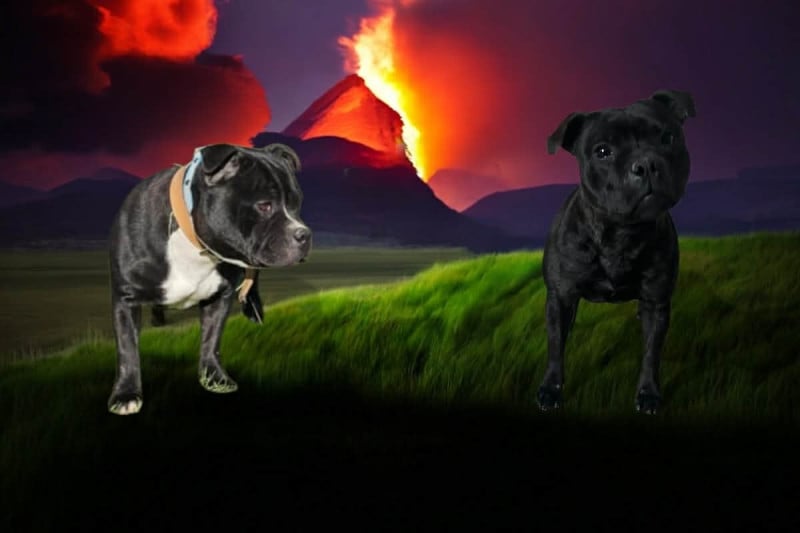 Staffordshire Bull Terrier - du Lagon de la Fournaise