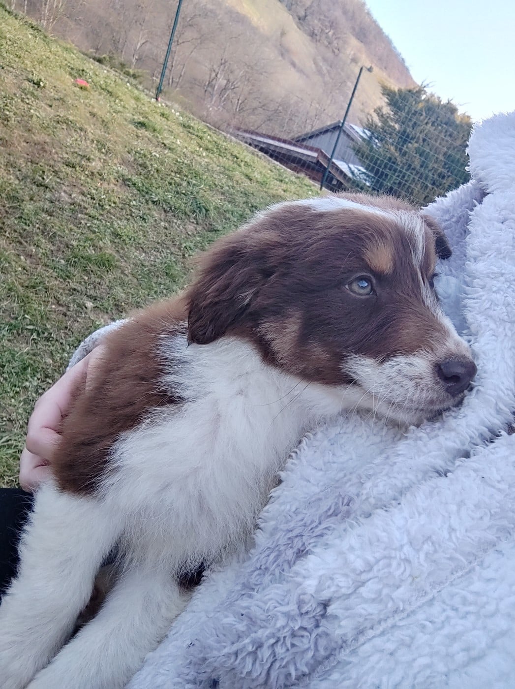 Berger Australien - Des Cristaux De Neige
