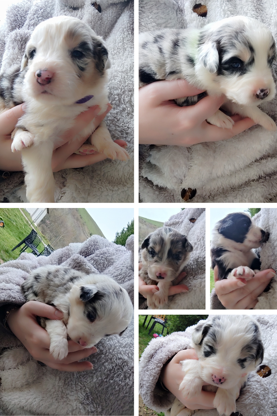 Berger Australien - Des Cristaux De Neige