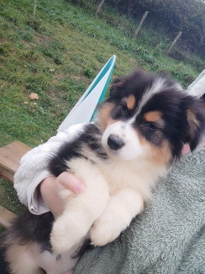 Les chiots de Berger Australien