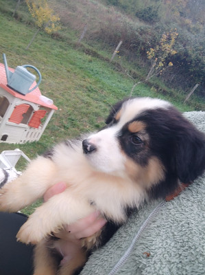 Les chiots de Berger Australien