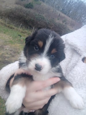 Les chiots de Berger Australien