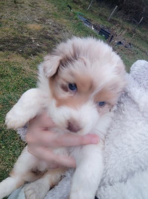 Les chiots de Berger Australien