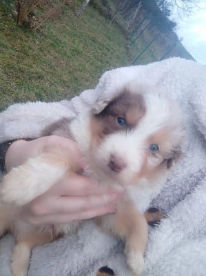 Les chiots de Berger Australien