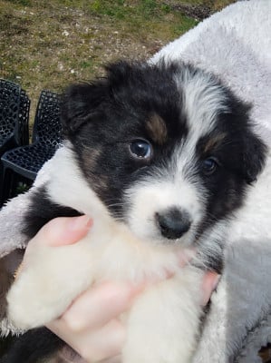 Les chiots de Berger Australien