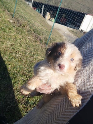 Les chiots de Berger Australien