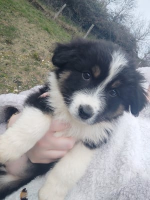 Les chiots de Berger Australien