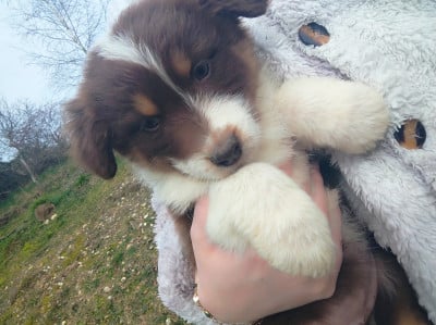 Les chiots de Berger Australien