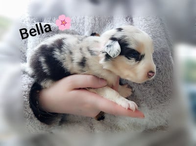 Les chiots de Berger Australien