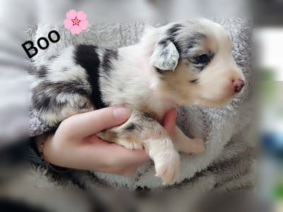 Les chiots de Berger Australien