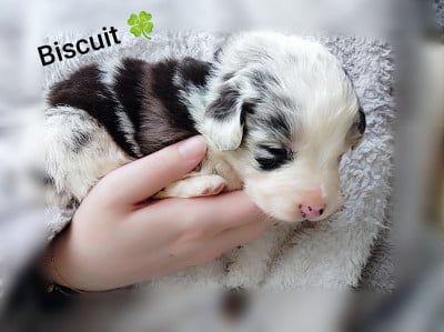 Les chiots de Berger Australien