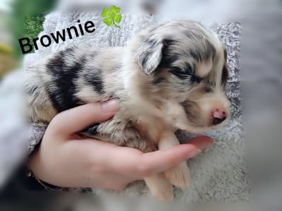 Les chiots de Berger Australien