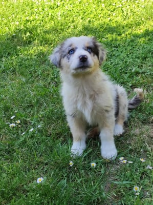 Les chiots de Berger Australien