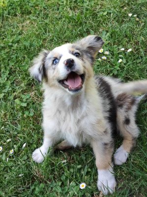 Les chiots de Berger Australien
