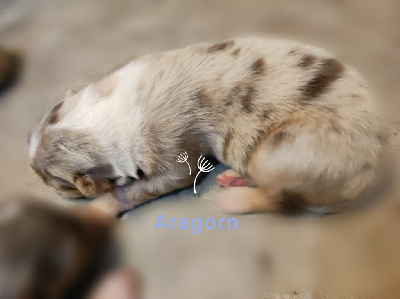 Les chiots de Berger Australien