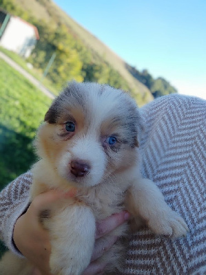 Les chiots de Berger Australien