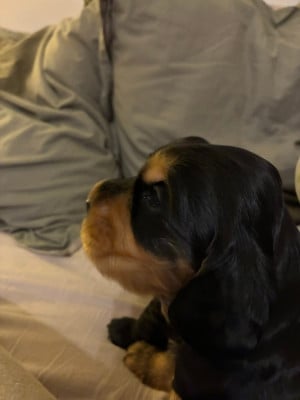 Cocker Spaniel Anglais